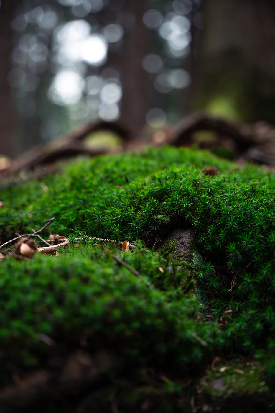 Bright green moss on a rock in the woods