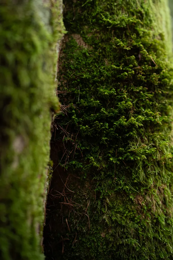 Moss on a tree trunk with an out-of-focus foreground