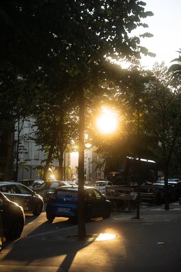 Low evening sunlight passing through trees above a city street