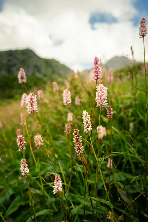 Pink flower spikes in a meadow with mountains out of focus in the background
