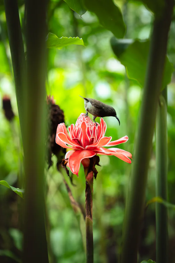 A small bird on a red tropical flower among green leaves