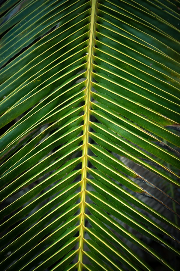 Close-up of a palm frond with a yellow midrib and symmetrical green leaflets