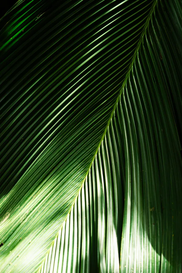 Close-up of a green leaf with pronounced lines